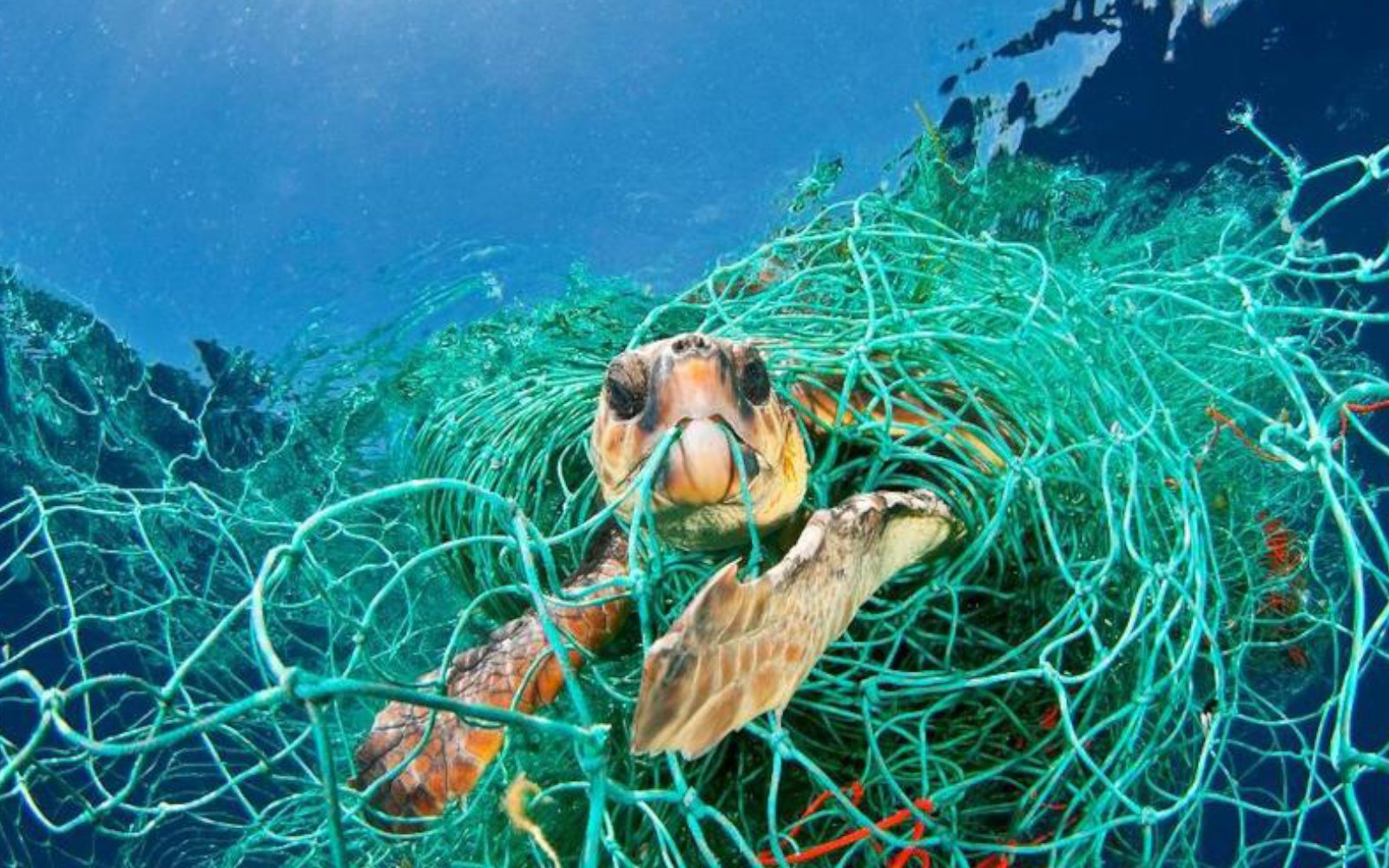 8 tips you can do to help SAVE OUR OCEAN!