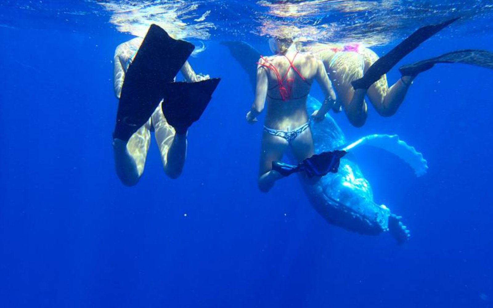 Swimming with WHALES... Yep...