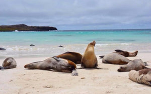 OceanZen relocates to the Galapagos Islands
