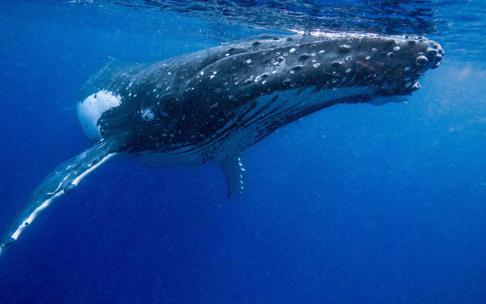 Our Whale Swim Retreat 2018