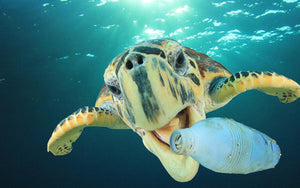 Plastic Free July